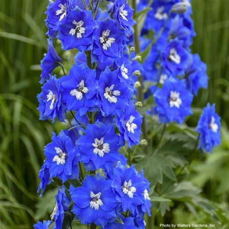 Delphinium - 'Cobalt Dreams' Larkspur 1 gal - image 1