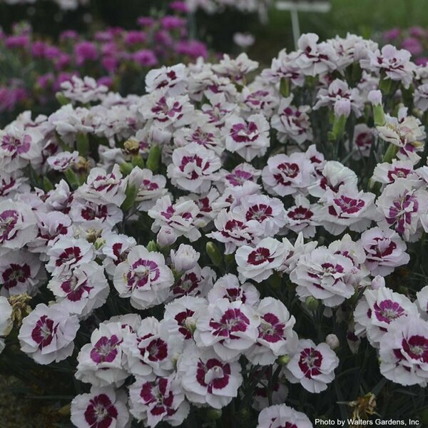 Dianthus - 'Kiss and Tell'® Pinks 1 gal