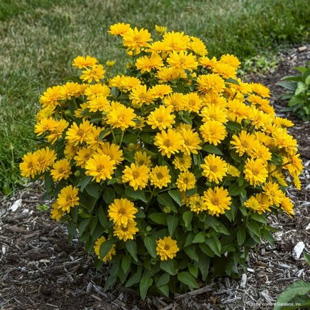 Heliopsis hel. - 'Athena Gold' (PW) 1 gal