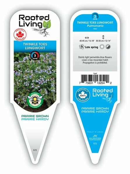Pulmonaria - 'Twinkle Toes' Lungwort 1 gal