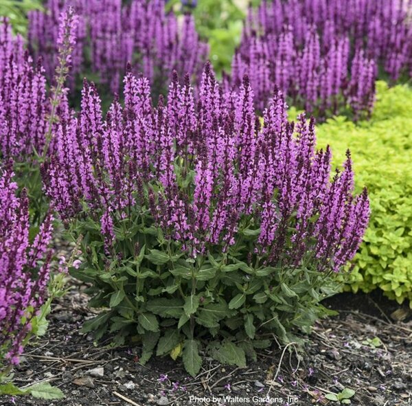 Salvia - 'Pink Profusion' [Dark Pink] (PW) 1 gal