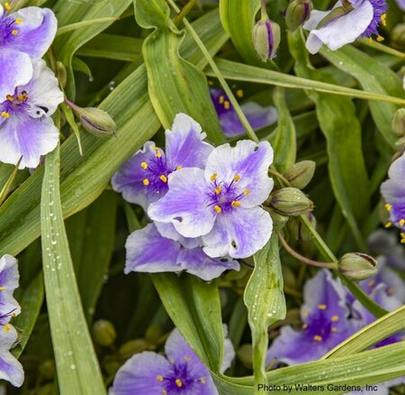 Tradescantia - 'Webmaster' (PW) 1 gal - image 1