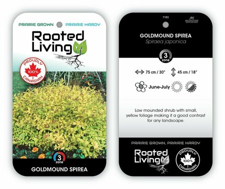 Spiraea jap. - 'Goldmound' 2 gal - image 1