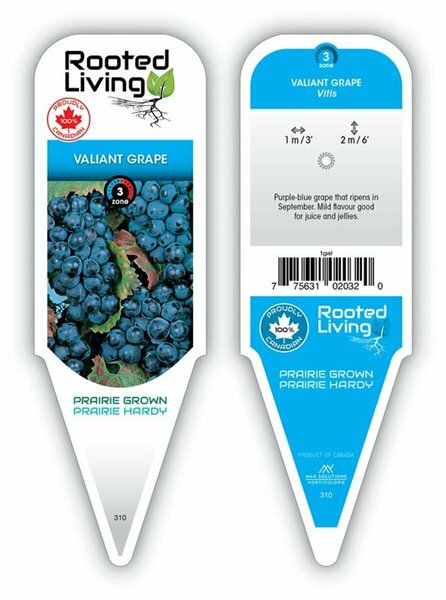 Vitis riparia - 'Valiant' Grape 1 gal outdoor