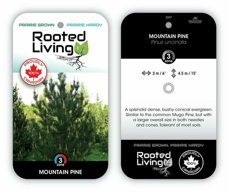 Pinus uncinata - Mountain Pine 5 gal