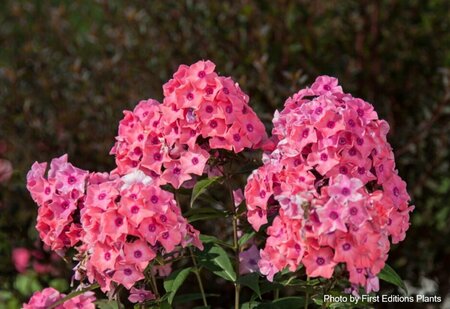 Phlox pan. - 'Coral Crème Drop'™ (FE) [Coral-Red] 1 1/2gal FE
