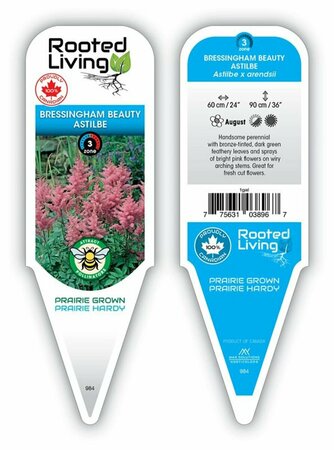 Astilbe - 'Bressingham Beauty' 1 gal outdoor