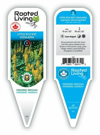 Ligularia steno. - 'Little Rocket' 1 gal outdoor - image 1