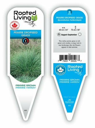 Sporobolus het. - Prairie Dropseed Grass 1 gal outdoor