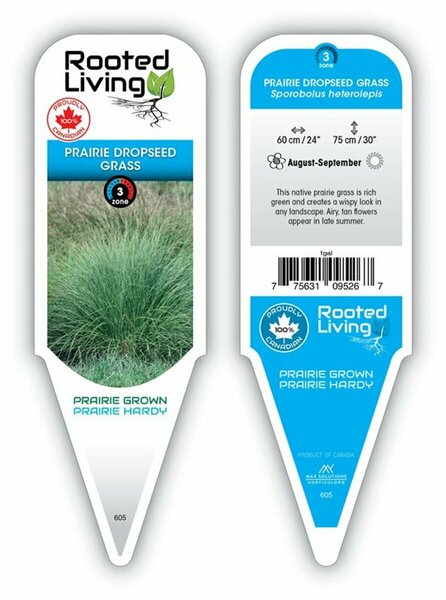 Sporobolus het. - Prairie Dropseed Grass 1 gal outdoor