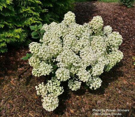Hydrangea pan. - 'Tiny Quick Fire'® (PW) 2 gal PW - image 1