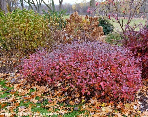 Aronia melano - 'Low Scape Mound'® Chokeberry (PW) 2 gal PW - image 3