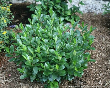 Aronia melano - 'Low Scape Mound'® Chokeberry (PW) 2 gal PW - image 1