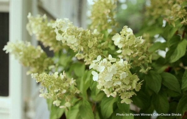 Hydrangea pan. - 'Pinky Winky'® (PW) 5 gal std - image 1