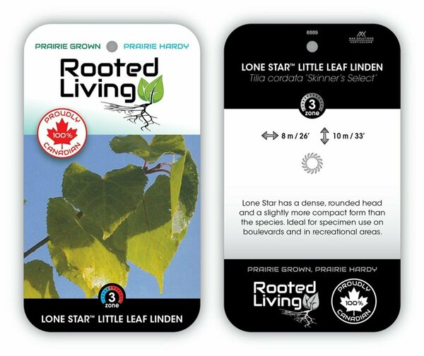 Tilia cordata 'Skinners' - LoneStar™ Linden 7 gal