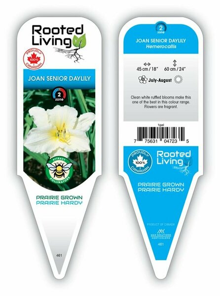 Hemerocallis - 'Joan Senior' Daylily [Wh] 1 gal outdoor