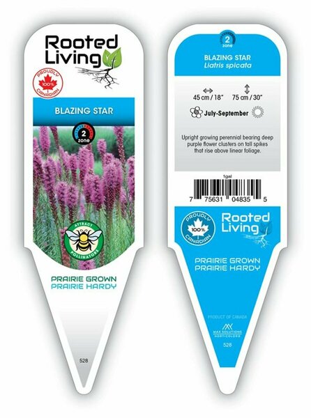Liatris spicata - Blazing Star [Purple] 1 gal outdoor - image 1