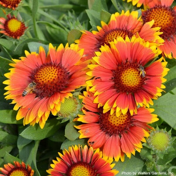 Gaillardia aristata - 'Arizona Sun' Blanket Flower 1 gal outdoor - image 1