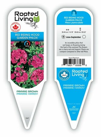 Phlox pan. - 'Red Riding Hood' Phlox [Cherry-Red] 1 gal outdoor