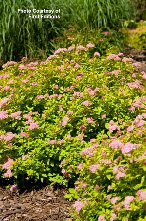 Spiraea - Sundrop™ (FE) 2 gal FE - image 3