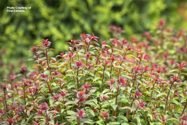 Spiraea x bumalda - 'Superstar'™ (FE) 2 gal FE