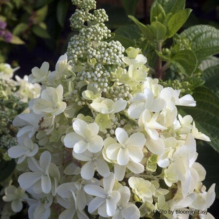 Hydrangea pan. - 'Candelabra'™ (BE) 2 gal BE - image 2