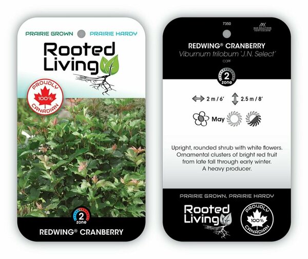Viburnum trilobum 'J.N. Select' - 'Redwing' Cranberry 2 gal