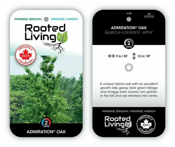 Quercus x jackiana - 'Admiration'® Oak 10 gal