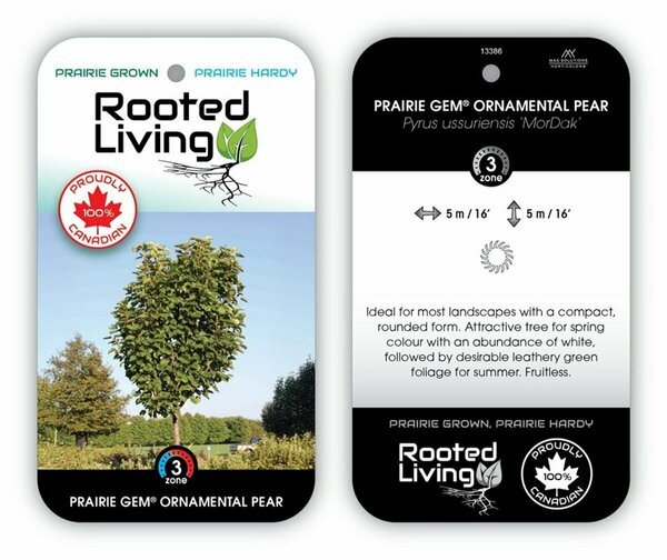 Pyrus ussur. - 'Prairie Gem' Ornamental Pear 10 gal