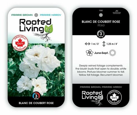 Rosa - 'Blanc Double de Coubert' Rose [Dbl White] 1 gal - image 1