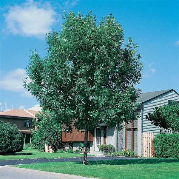 Fraxinus pennsylvanica - Green Ash 2 gal