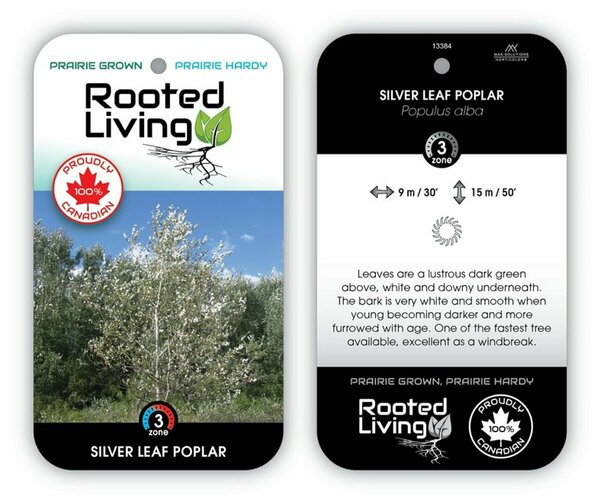 Populus alba - Silver Leaf Poplar / Cottonwood 2 gal