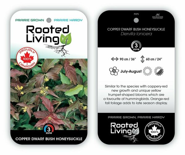 Diervilla lonicera - 'Copper' Dwarf Bush Honeysuckle 2 gal