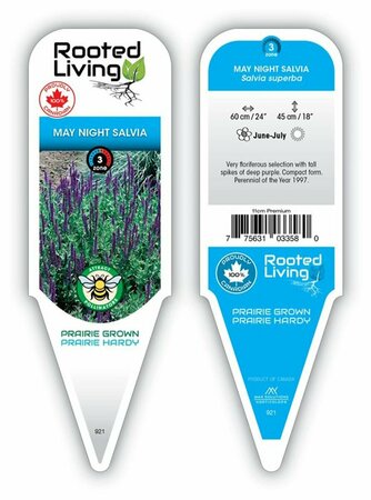 Salvia superba - 'May Night' [Purple] 1 gal outdoor - image 1