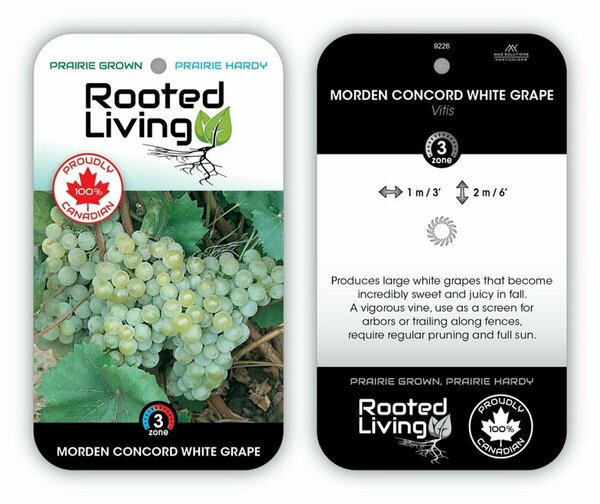 Vitis - 'Morden Concord White' Grape 1 gal outdoor