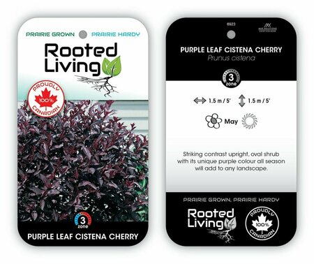 Prunus cistena - Purple Leaf Sand Cherry 1 gal