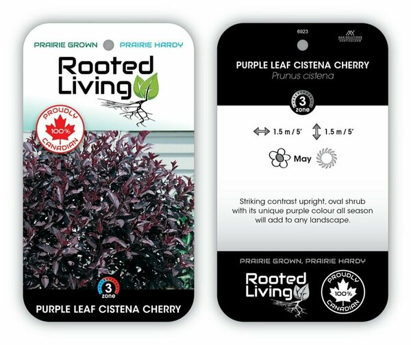 Prunus cistena - Purple Leaf Sand Cherry 1 gal