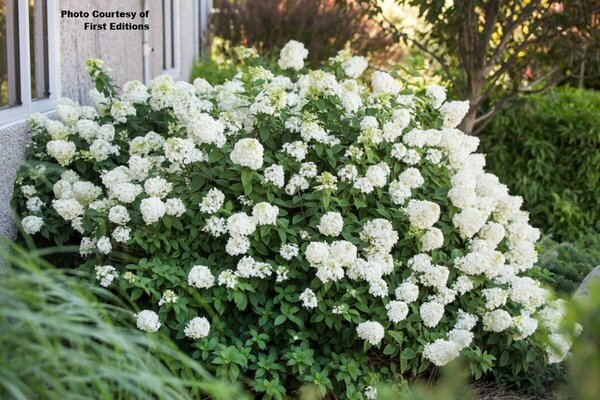 Hydrangea pan. - 'Strawberry Sundae'® (FE) 1 1/2gal FE