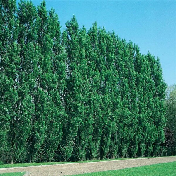 Populus - 'Sundancer' Poplar 1 gal