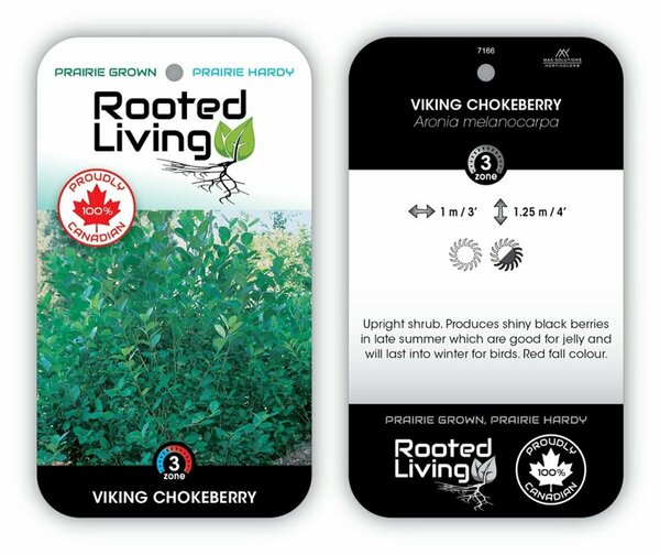 Aronia prunifolia - 'Viking' Chokeberry 1 gal - image 1