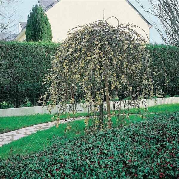 Salix caprea 'Pendula' - Weeping Pussy Willow 7 gal std