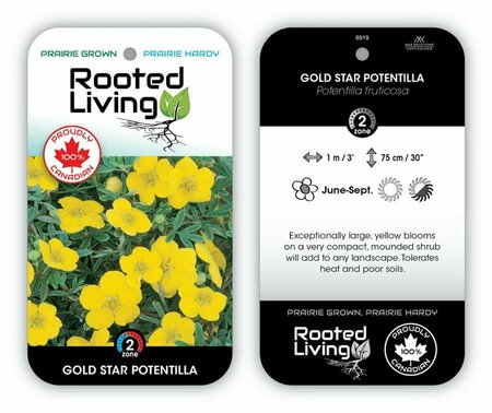 Potentilla - 'Gold Star' 1 gal