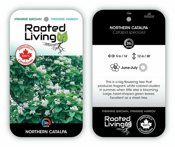 Catalpa speciosa - Northern Catalpa 10 gal