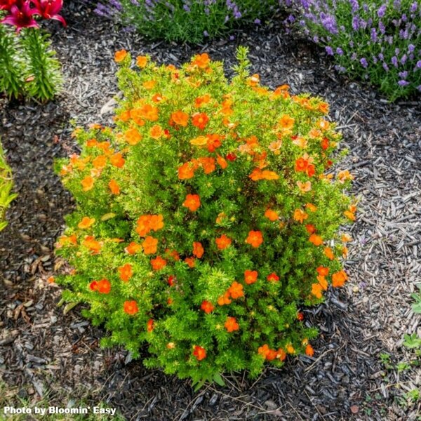 Potentilla - 'Bella Sol' (BE) 1 1/2gal 8" BE - image 2