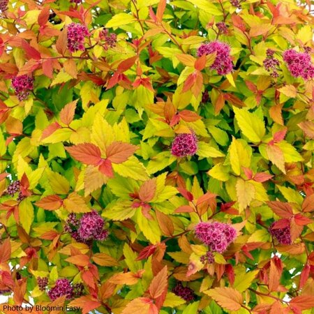 Spiraea jap. - 'Rainbow Fizz'™ (BE) 1 1/2gal 8" BE - image 3