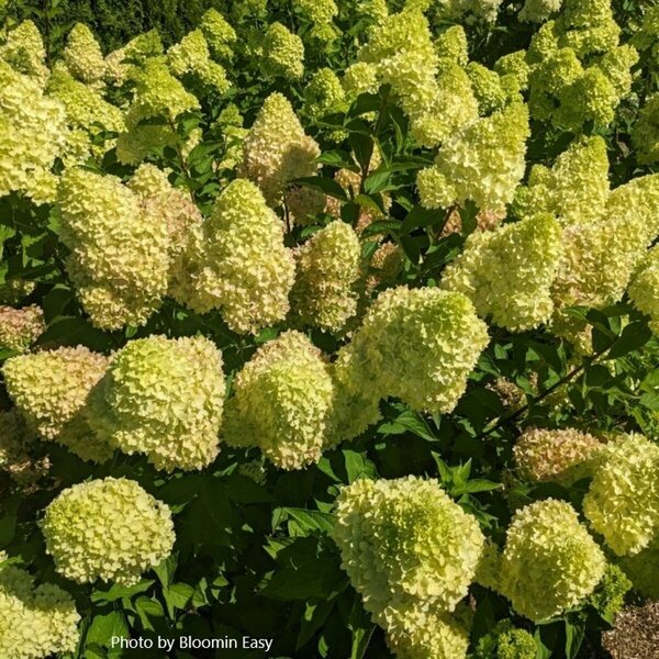 Hydrangea pan. - 'Dragon Baby'™ (BE) 1 1/2gal 8" BE - image 2