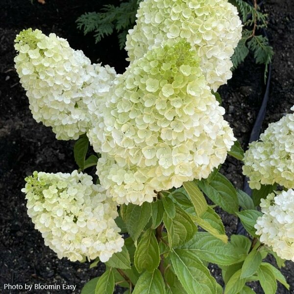 Hydrangea pan. - 'Moonrock'® (BE) 1 1/2gal 8" BE