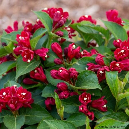 Weigela - 'Maroon Swoon'® (BE) 1 1/2gal 8" BE - image 2