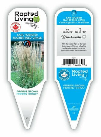 Calamagrostis x acu. - 'Karl Foerster' Feather Reed Grass 1 gal outdoor