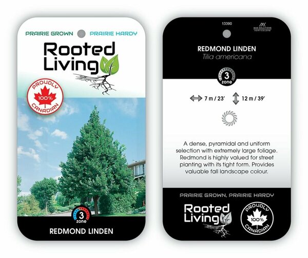 Tilia americana 'Redmond' Linden 5 gal